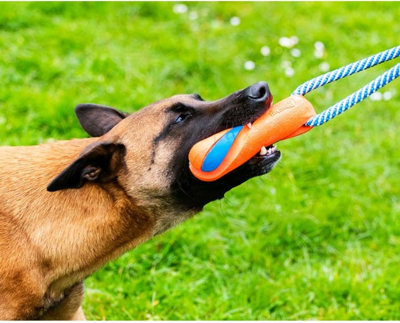 Close up view of the authentic imported Chuckit! medium dog toy showing the durable texture of the natural rubber bumper.