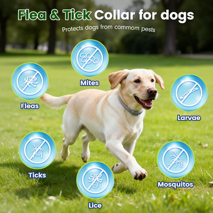 Koosa natural essential oil dog collar front packaging
