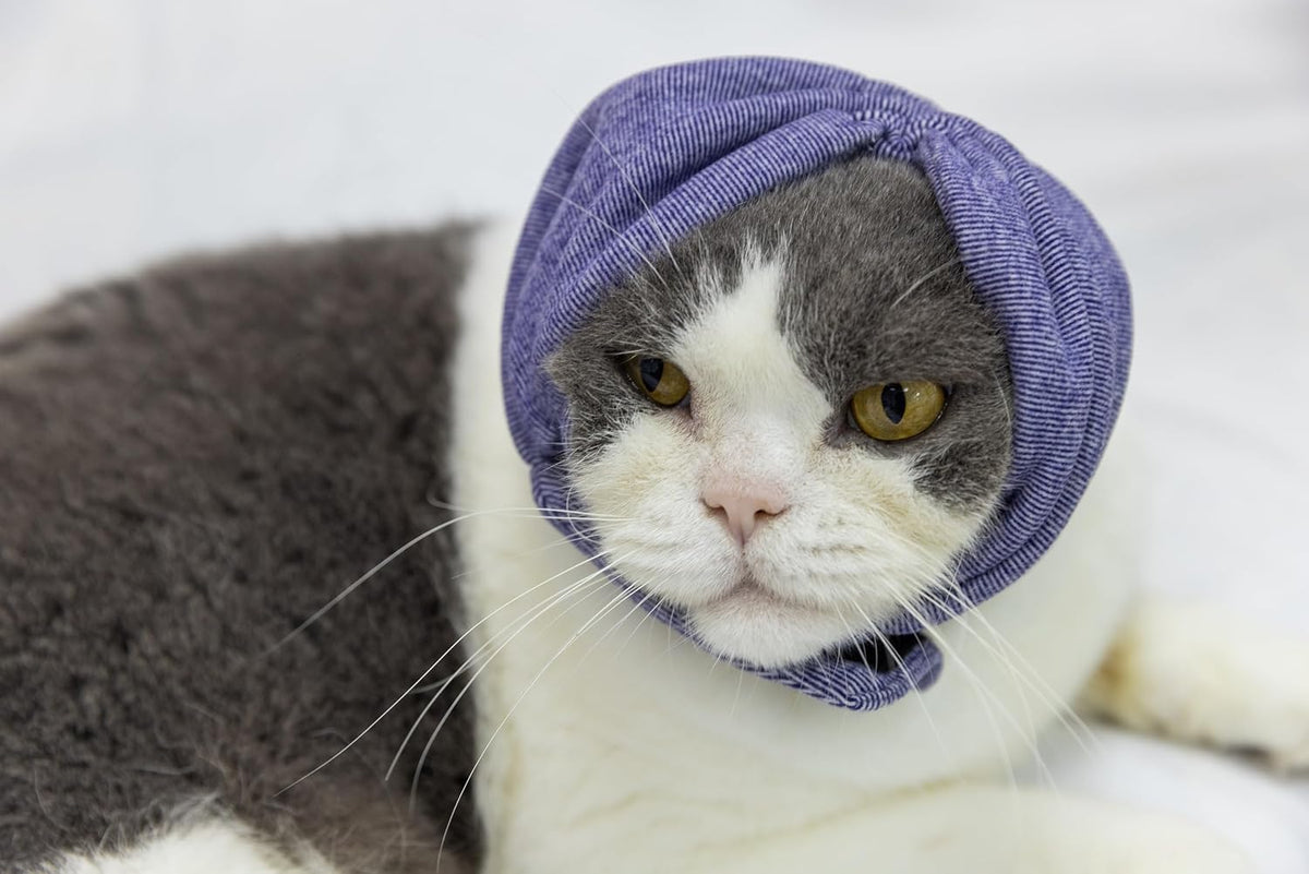 Cat wearing purple ear wrap for anxiety relief