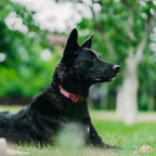 JOOCPUP branding and USA flag pattern on collar material