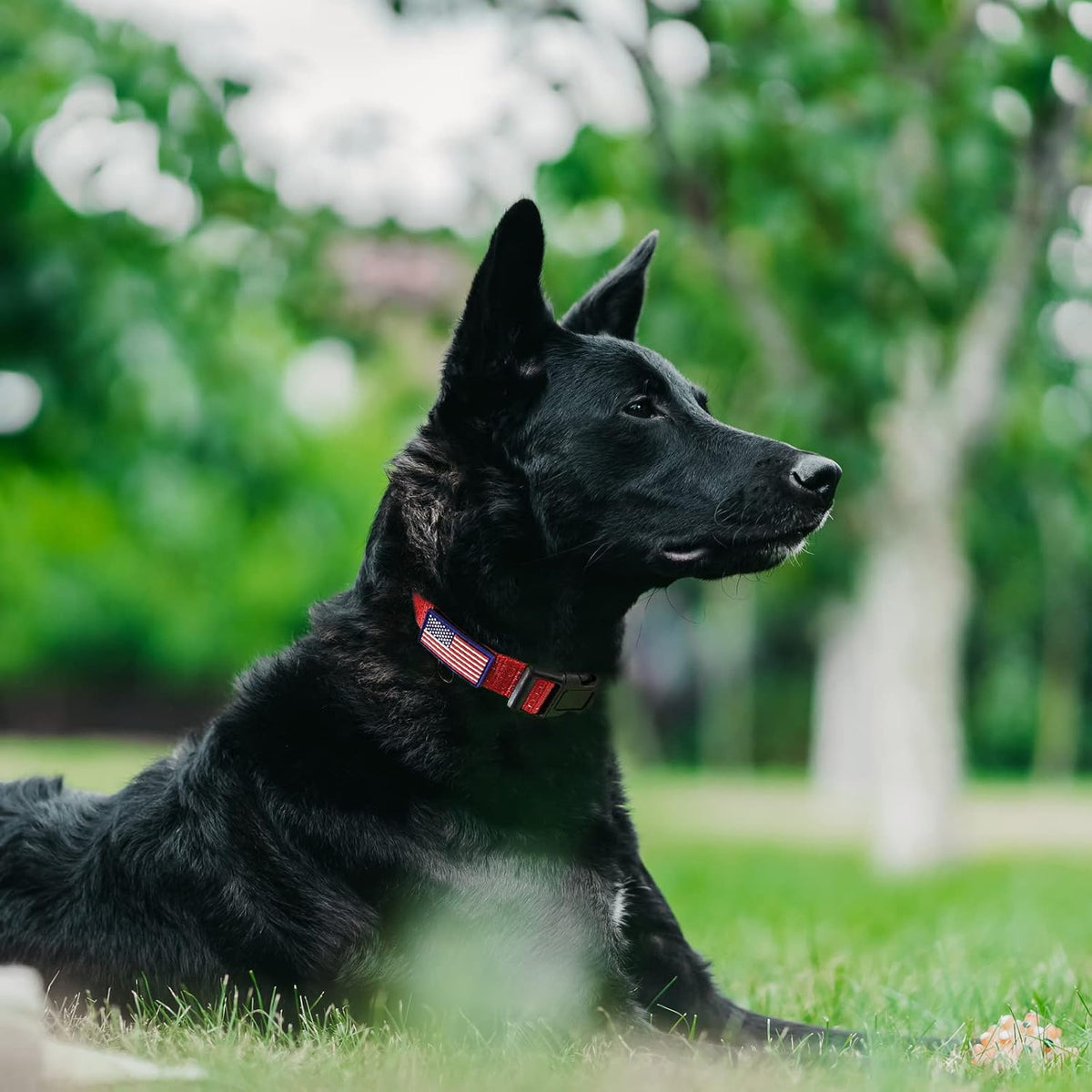 JOOCPUP branding and USA flag pattern on collar material