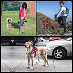 Close up of reinforced D-rings on JSXD pet harness
