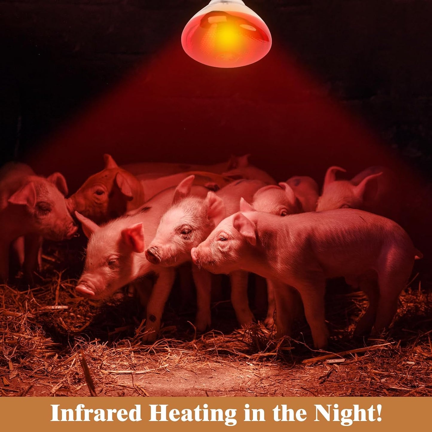 Incandescent brooder heat lamp bulb with E26 screw base close up detail.