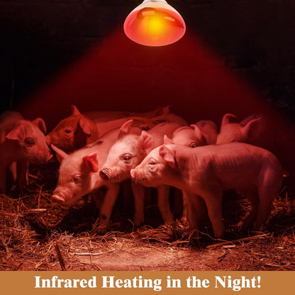 Incandescent brooder heat lamp bulb with E26 screw base close up detail.