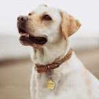 Tarnish resistant regular size cherry blossom pet tag for everyday security.