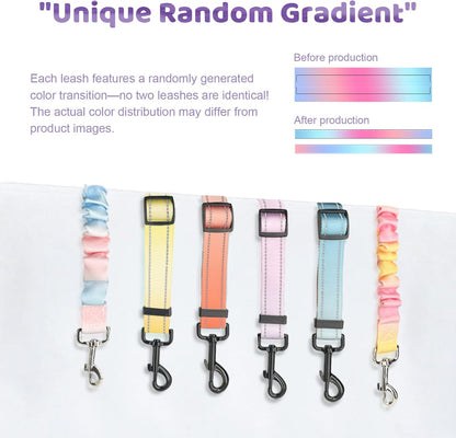 LEOSASA dual leash splitter connected to a traditional pet walking harness