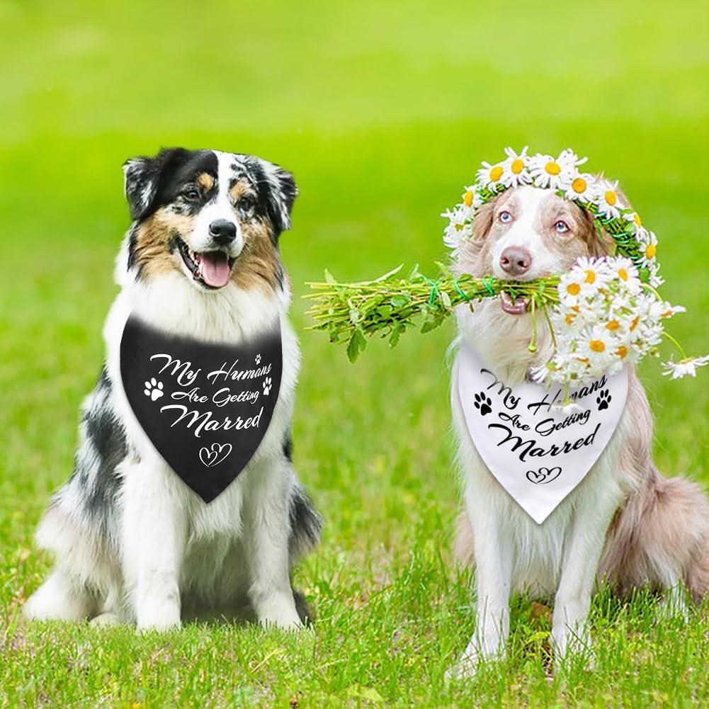 Premium imported dog wedding outfit accessory set for large canine breeds