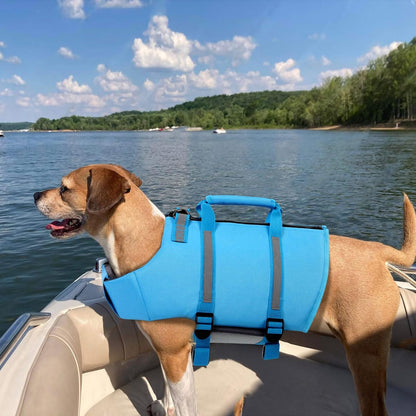 Queenmore imported dog swimming vest high density epe foam filling demonstration