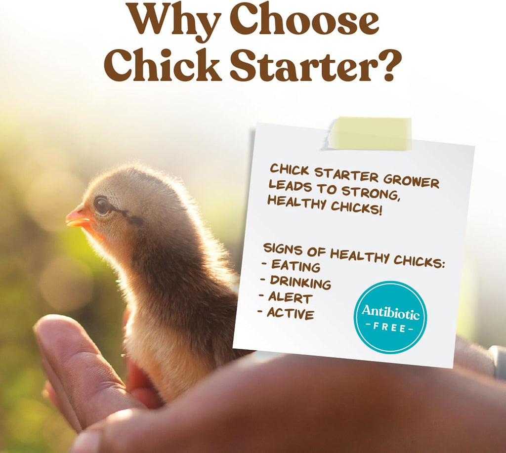Close up of Manna Pro non-medicated chick crumbles texture