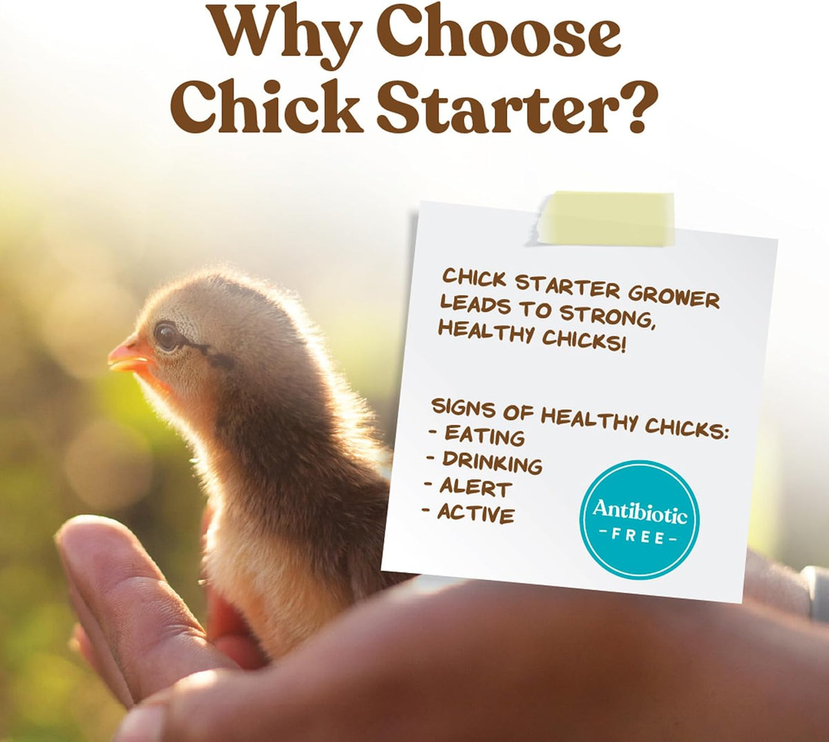 Close up of Manna Pro non-medicated chick crumbles texture