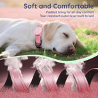 WhoseID airtag dog collar showing safety locking mechanism