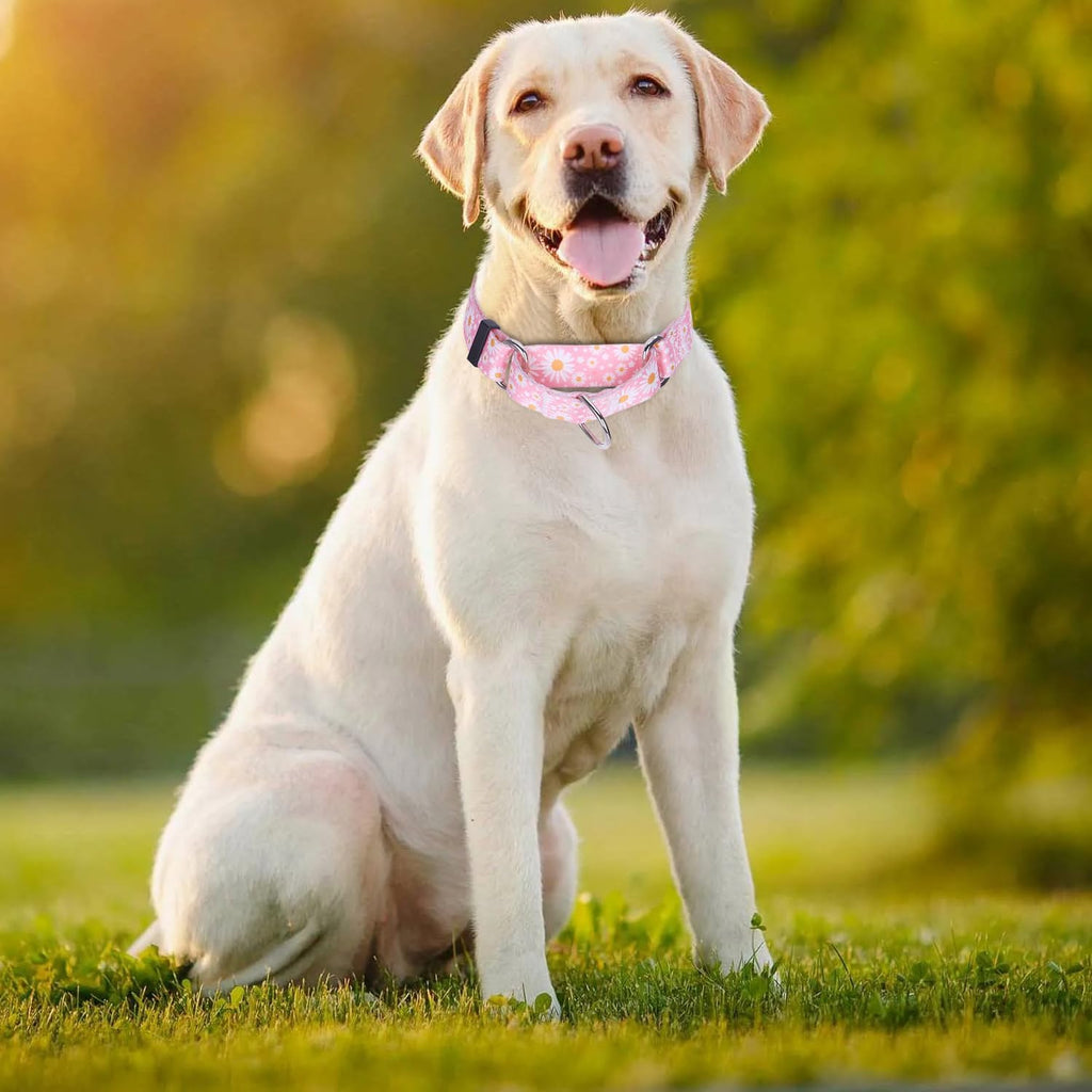 YOUALSO escape proof martingale collar close up on steel cinch hardware