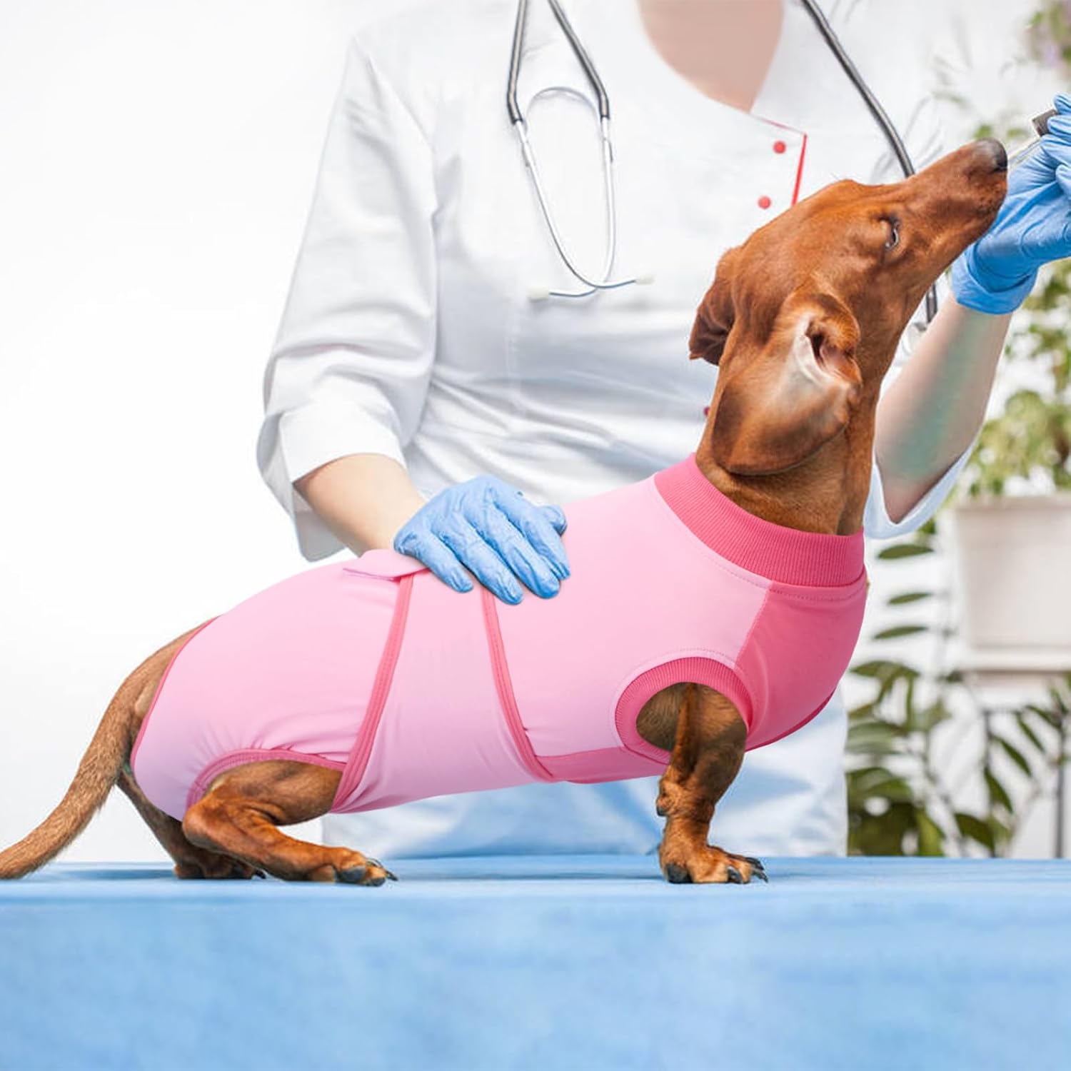 Instructions for fitting Kuoser dog recovery suit
