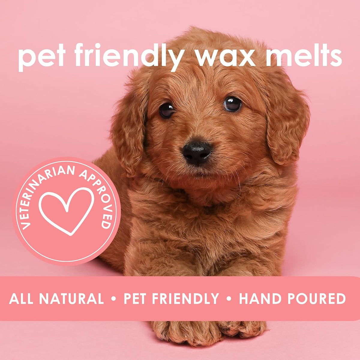 Pet friendly fresh linen scented wax melts being placed in an electric warmer