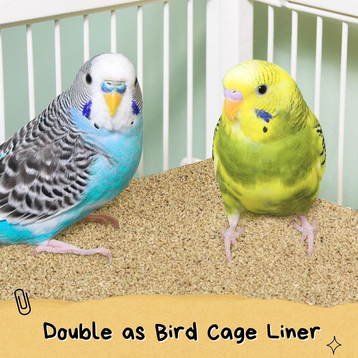 Bird standing on gravel paper inside a cage for claw maintenance