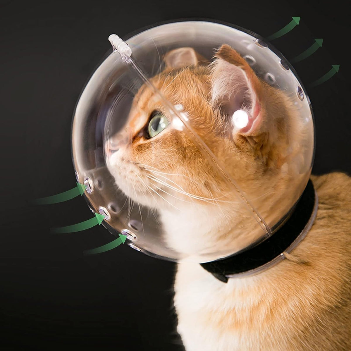 Hoqqf cat transparent muzzle front view showing clear astronaut helmet design