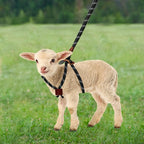 HRYOML adjustable step-in goat harness and leash front view showing premium black nylon straps