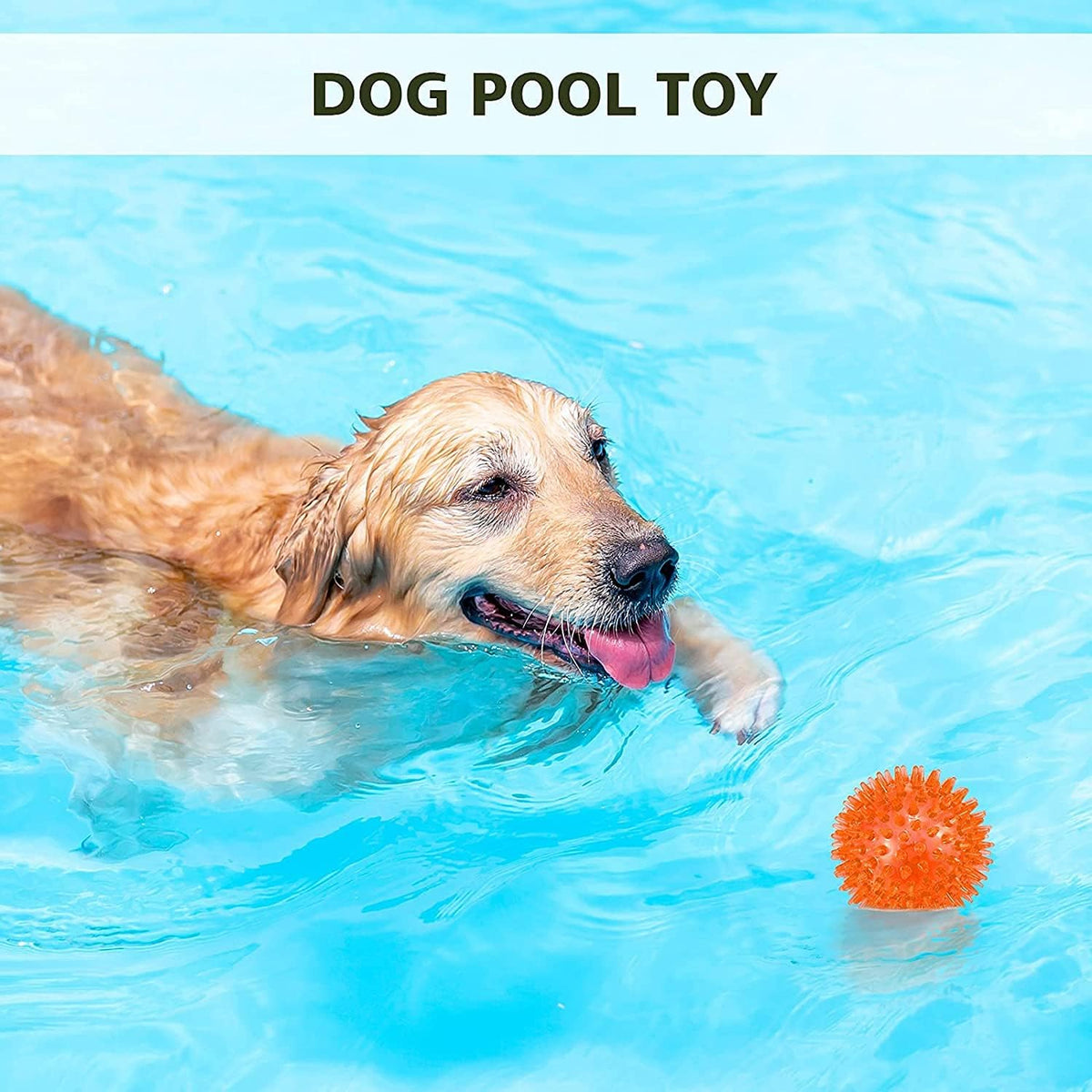 Small dog playing with blue Petizer squeaky ball