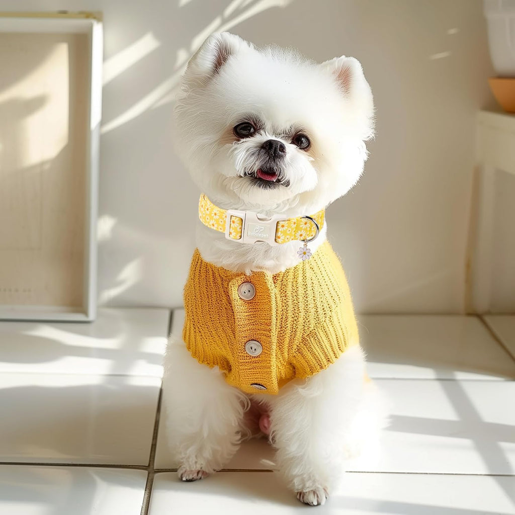 Small dog breed wearing yellow daisy summer collar