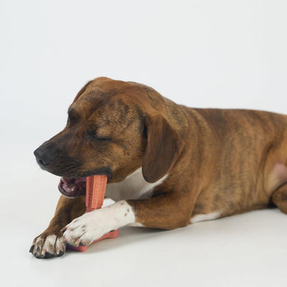 SPOT Bam-Bones Plus T Bone - Bamboo Fiber & Nylon Dog Chew Toy for Moderate to Aggressive Chewers, Durable Long Lasting & Non-Splintering, Beef Flavor Toy for Adult Dogs & Puppies Under 60 lbs, 6 in - Image 15