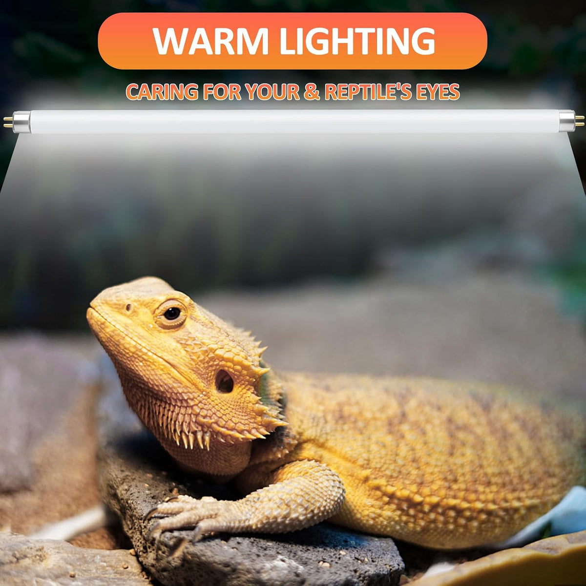 Desert terrarium setup featuring a high output ultraviolet light bulb over a basking dragon.