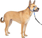 PetSafe Gentle Leader No-Pull Dog Headcollar - The Ultimate Solution to Pulling - Redirects Your Dog's Pulling for Easier Walks - Helps You Regain Control - Medium, Black - Image 11