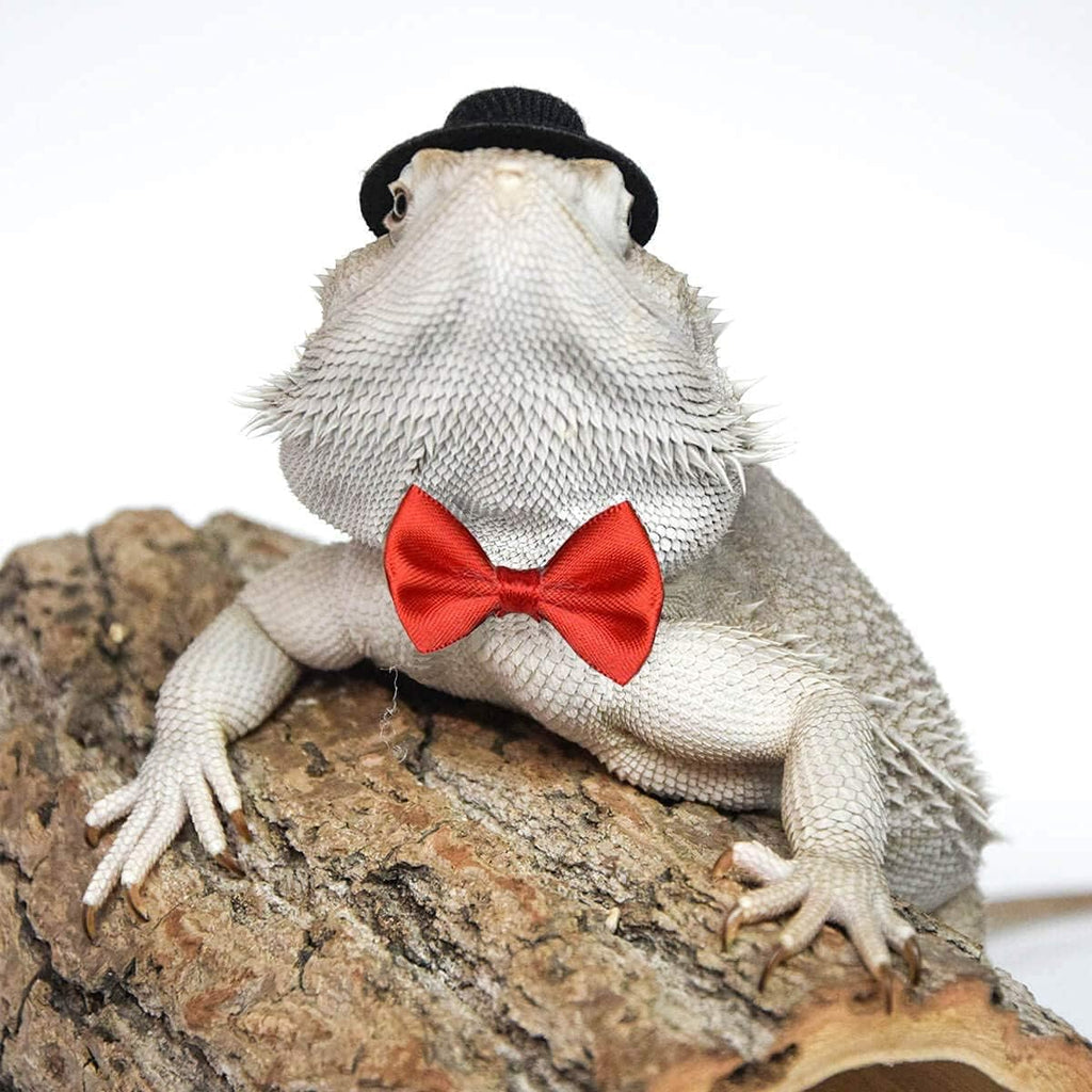 Adjustable small animal costume for reptiles and hamsters