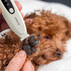 Upgraded Mini Dog Paw Trimmer with LED Light, Low Noise Small Pet Hair Trimmer 18mm Wide Curved Blade, 35dB Cordless Waterproof Pet Paw Grooming Clippers for Dogs, Cats, Paws, Ears, Face, Rump - Image 9