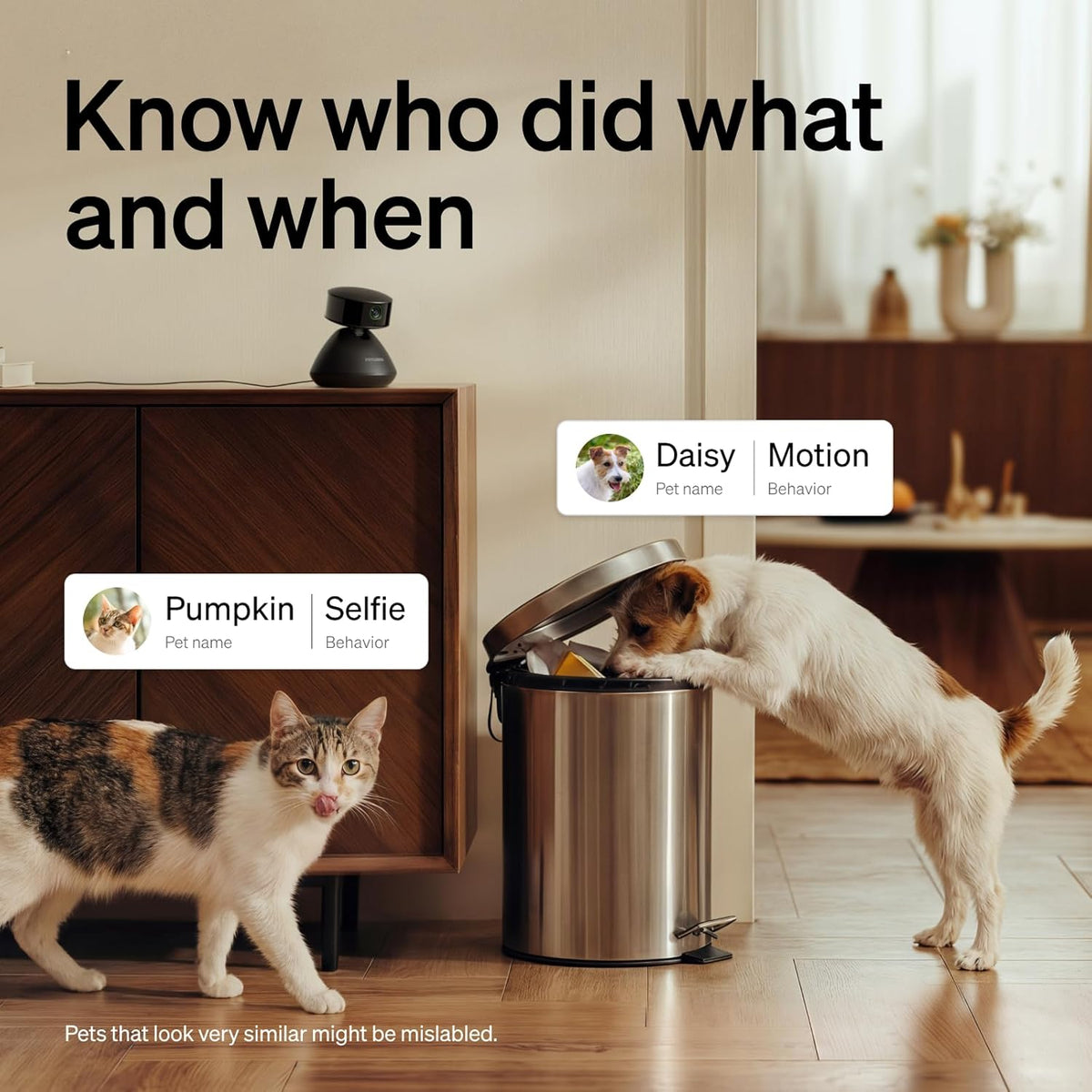 Petlibro indoor dog camera monitoring pets in a living room