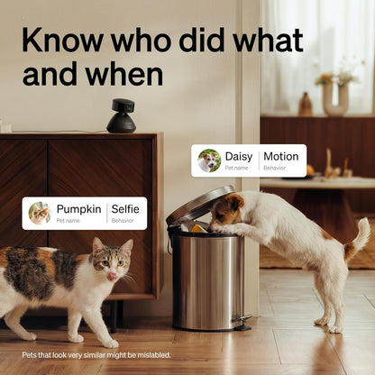 Petlibro indoor dog camera monitoring pets in a living room