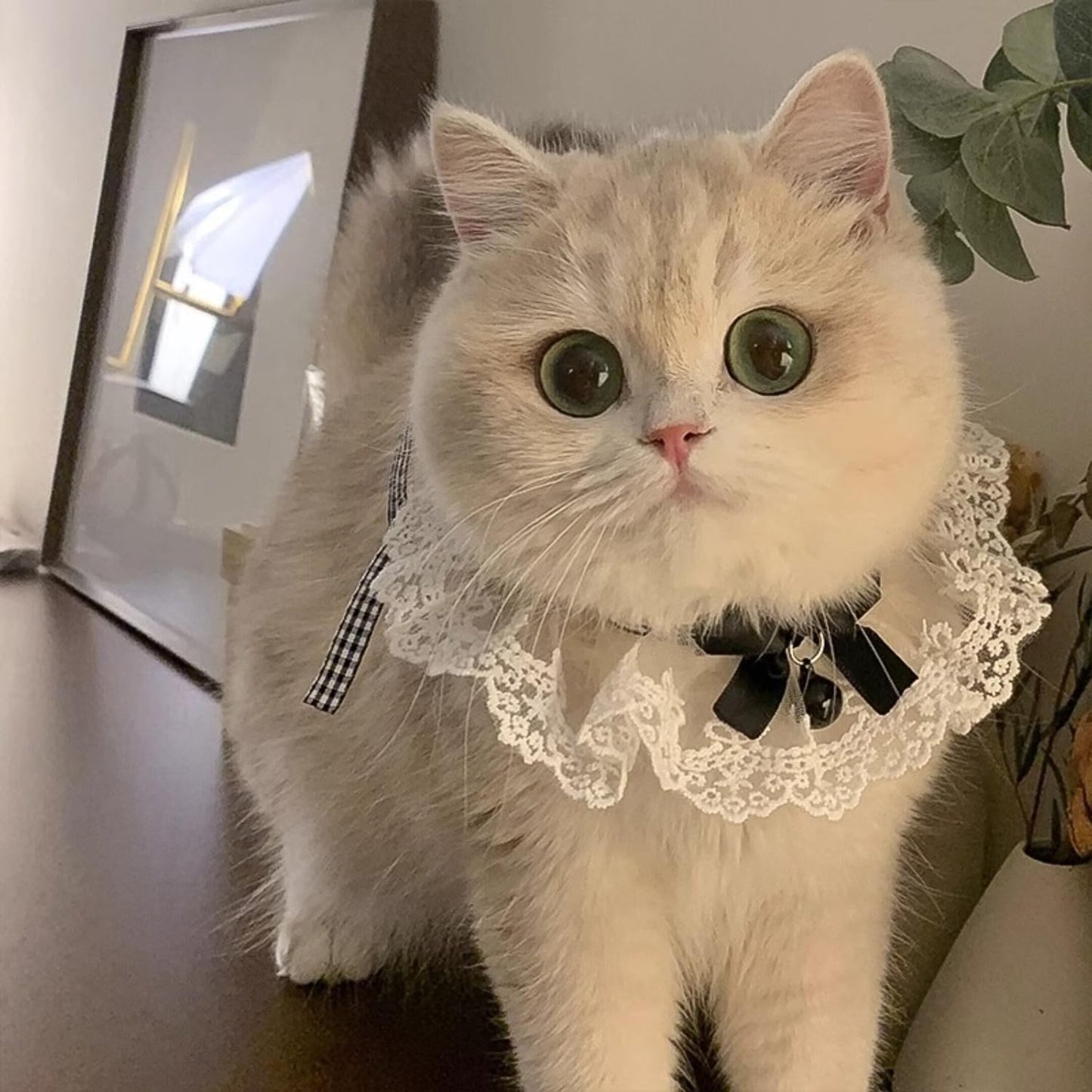 High quality yarn cat collar with pearl detail
