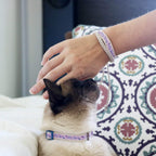Pettsie breakaway cat collar showcasing safety buckle