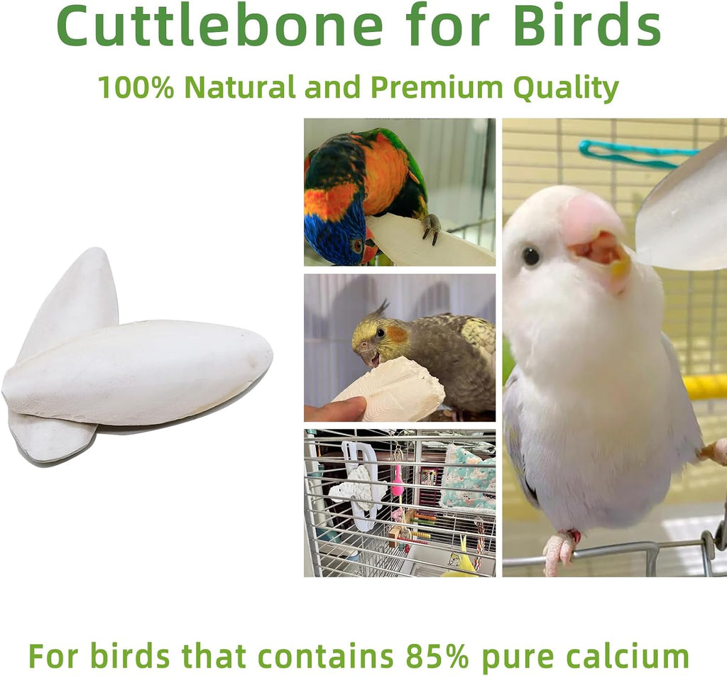 4.3"-4.7" Cuttlebone for Birds,Natural Cuttlefish Bone for Parakeets,12 Pcs - Image 4