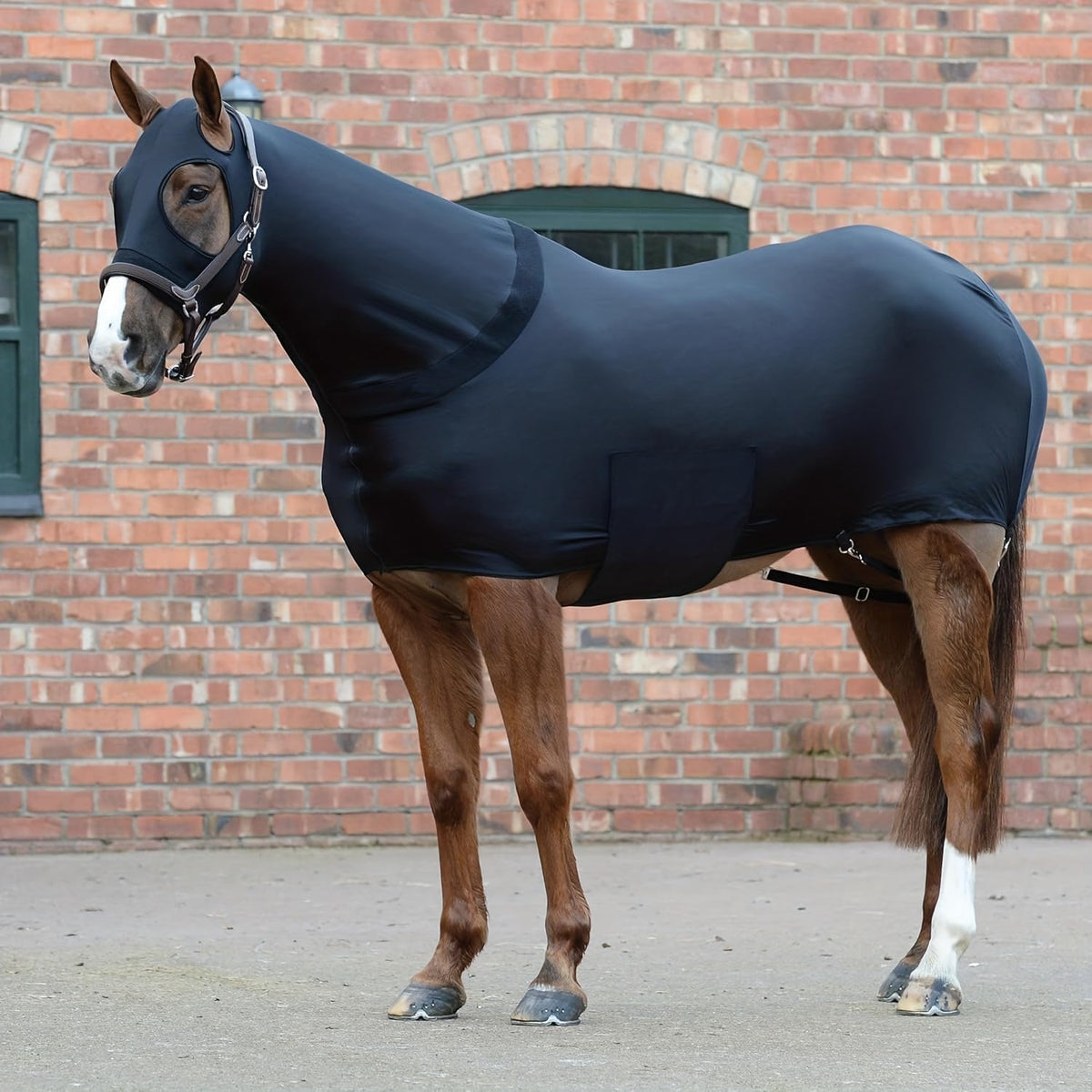 TGW RIDING full body horse sheet with neck cover medium size front view on horse