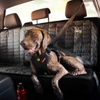 EzyDog Drive harness dual buckle system