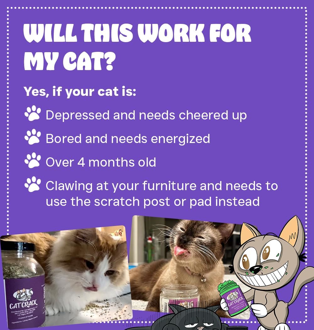 Safe and non addictive high potency cat nip treats for indoor feline exercise