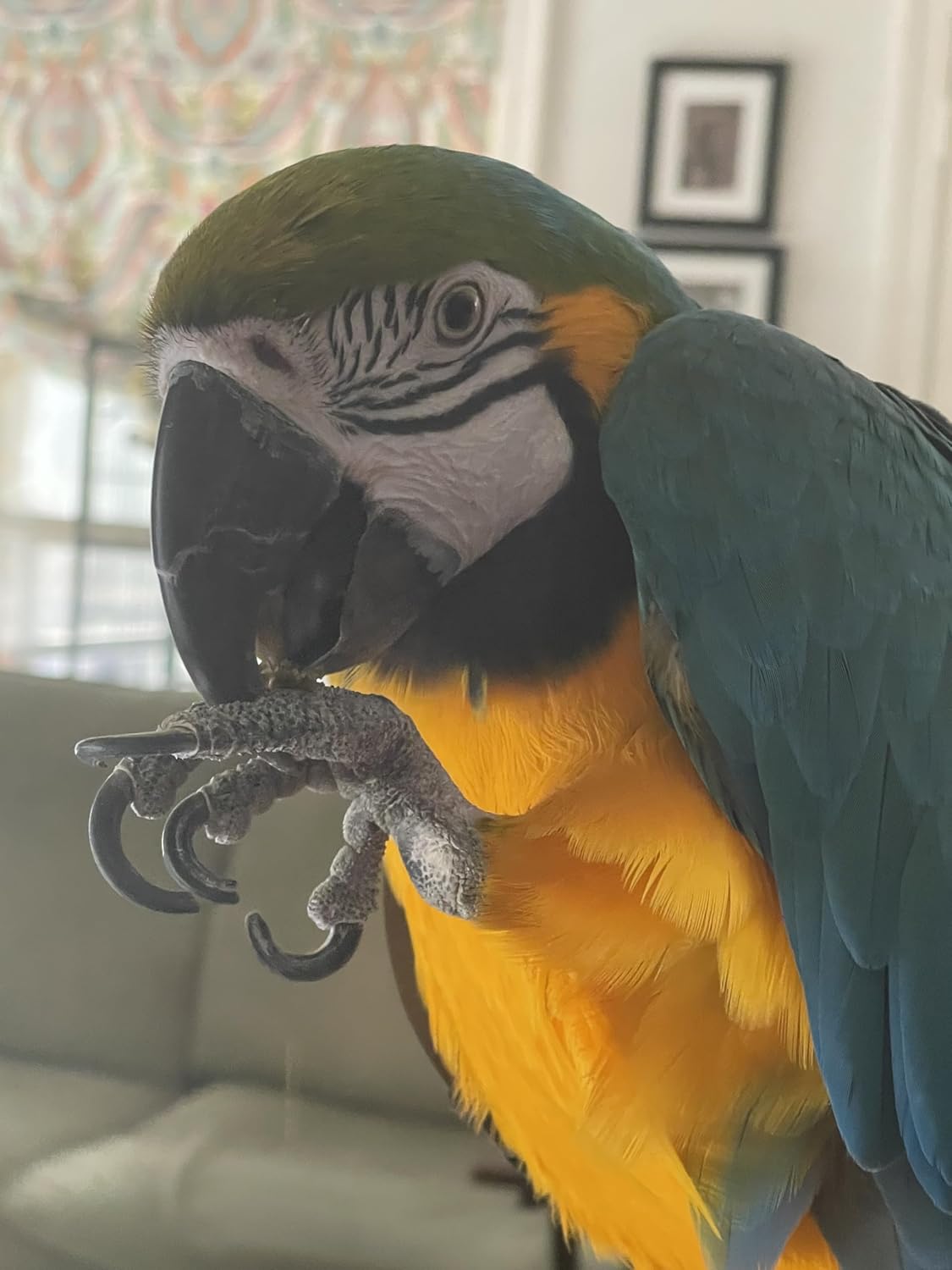 Certified organic ingredients Harrison's bird treats