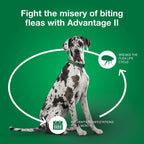 Long lasting six dose flea protection pack for heavy dogs over fifty five pounds.