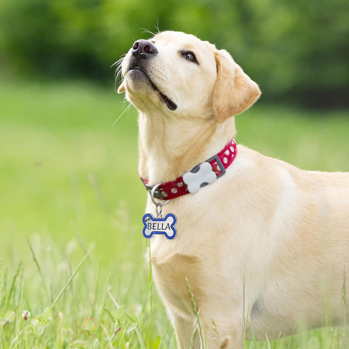 Weather resistant authentic imported USA pet identity tag for small breed puppies.