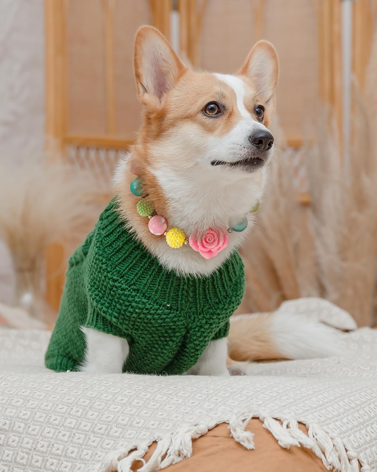 Hosiwei fashion pet collar styled elegantly next to matching pink dog sunglasses.