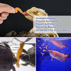 Bearded dragon reptile enjoying high protein freeze dried treats