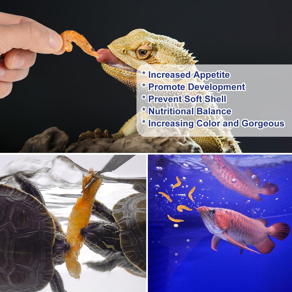 Bearded dragon reptile enjoying high protein freeze dried treats