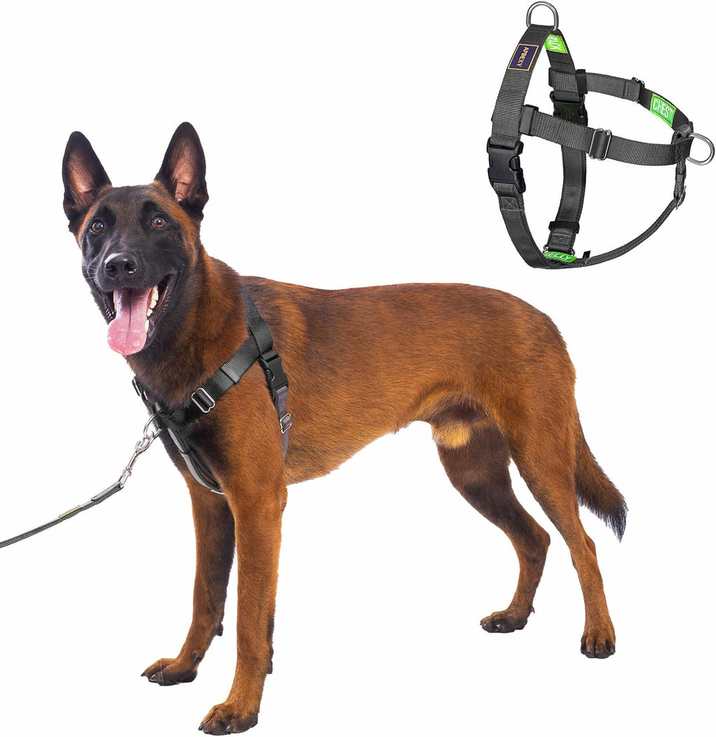 Freedom No Pull Dog Harness, Designed for Hound Dog Train, Easy Walk with 2 Stainless D-Rings, Sewn-in Instructions Tags for Easy Use, for Large Dogs Weight 60-80 lbs (Purple, L) - Image 11