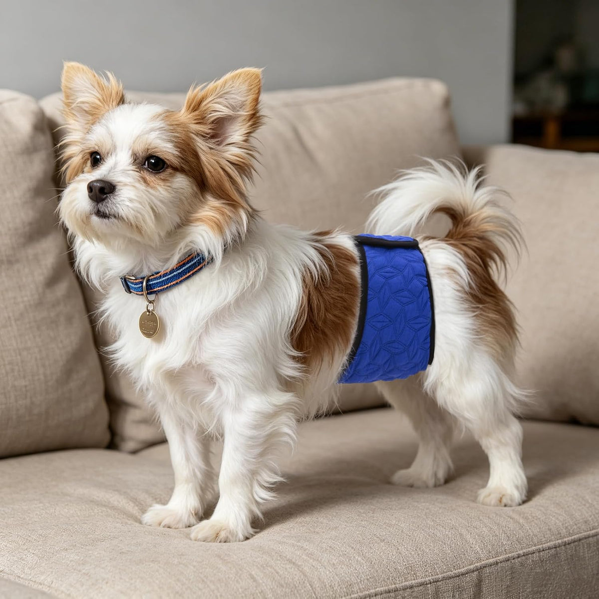 Premium dog tummy belt with leak proof base and super absorbent core layers.