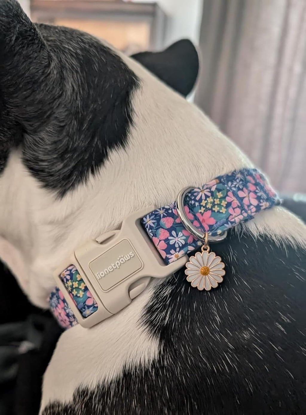 Lionet Paws dog collar quick release buckle mechanism