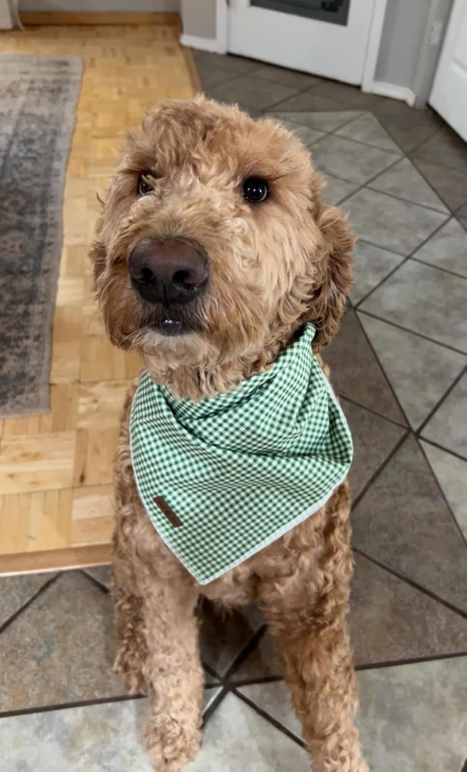 Lionet Paws dog bandana featuring the signature brown leather patch detail