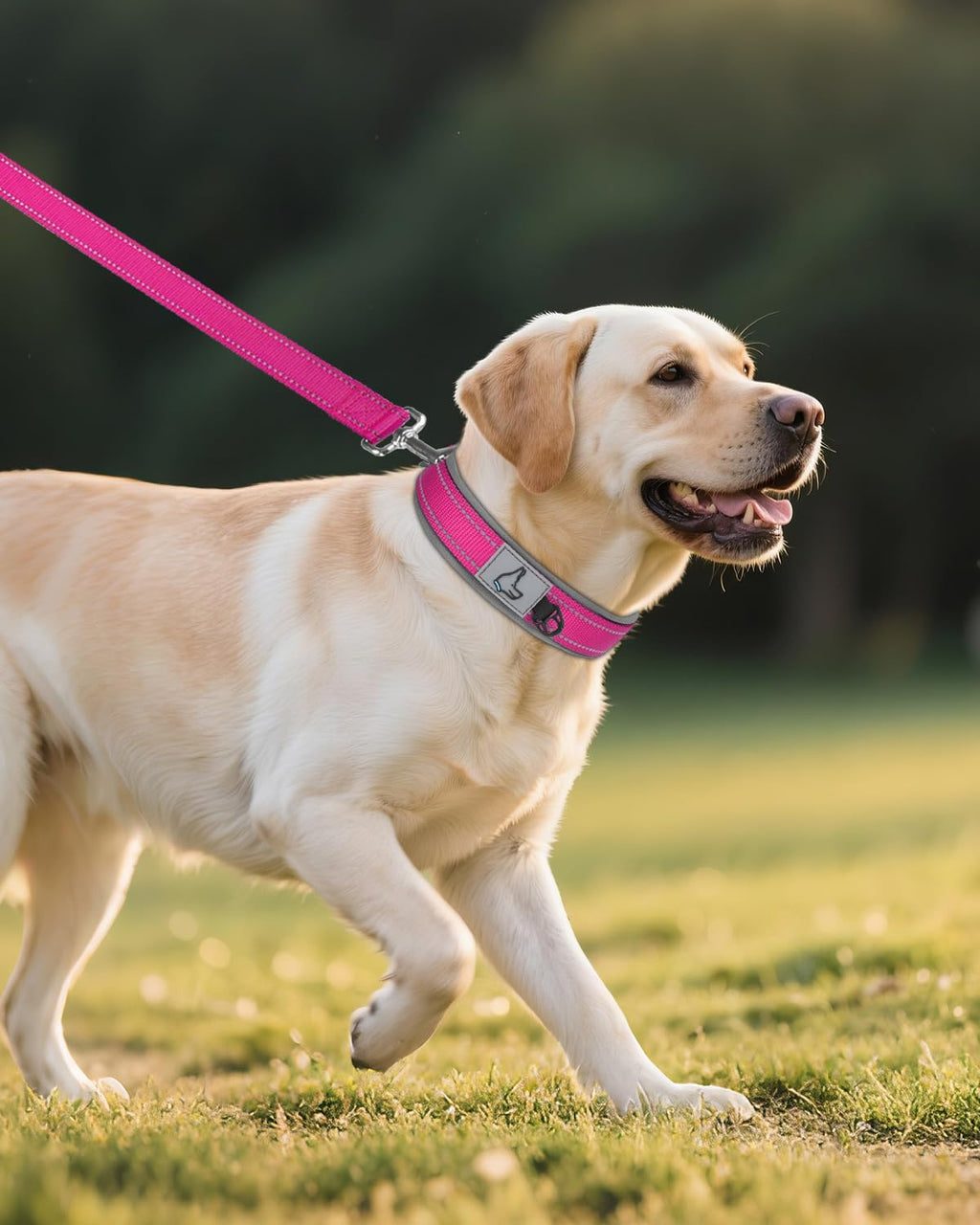 Joytale adjustable large dog collar for daily walking