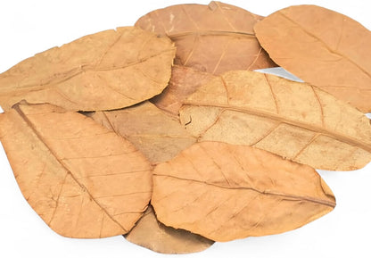 Isopods interacting with Indian Almond leaf litter in a bioactive setup