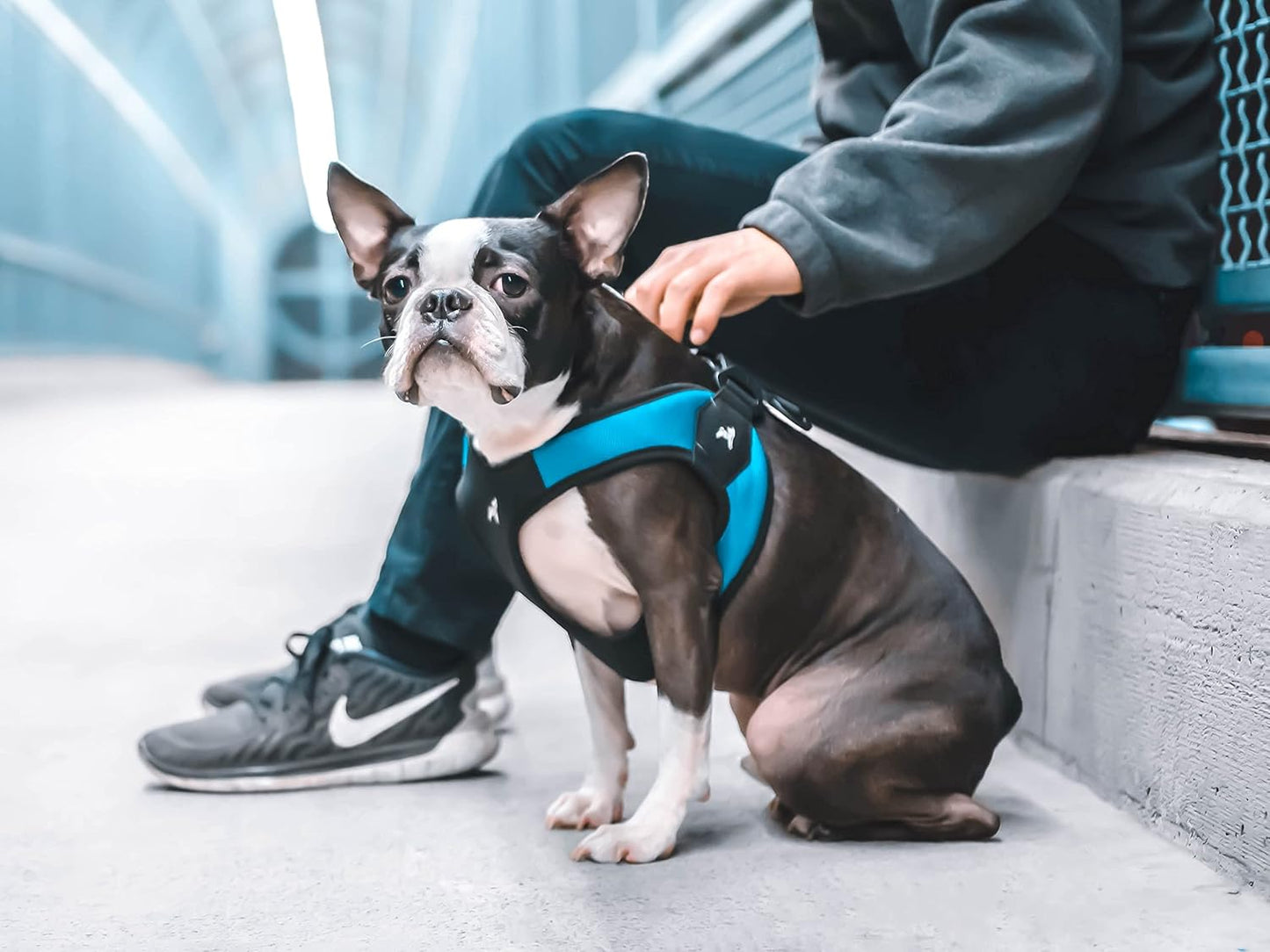Gooby escape proof harness buckle mechanism