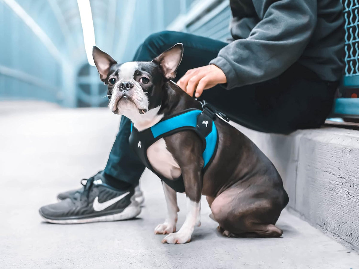 Gooby escape proof harness buckle mechanism